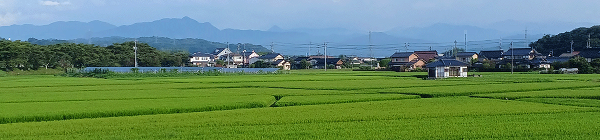 犬と歩けば
